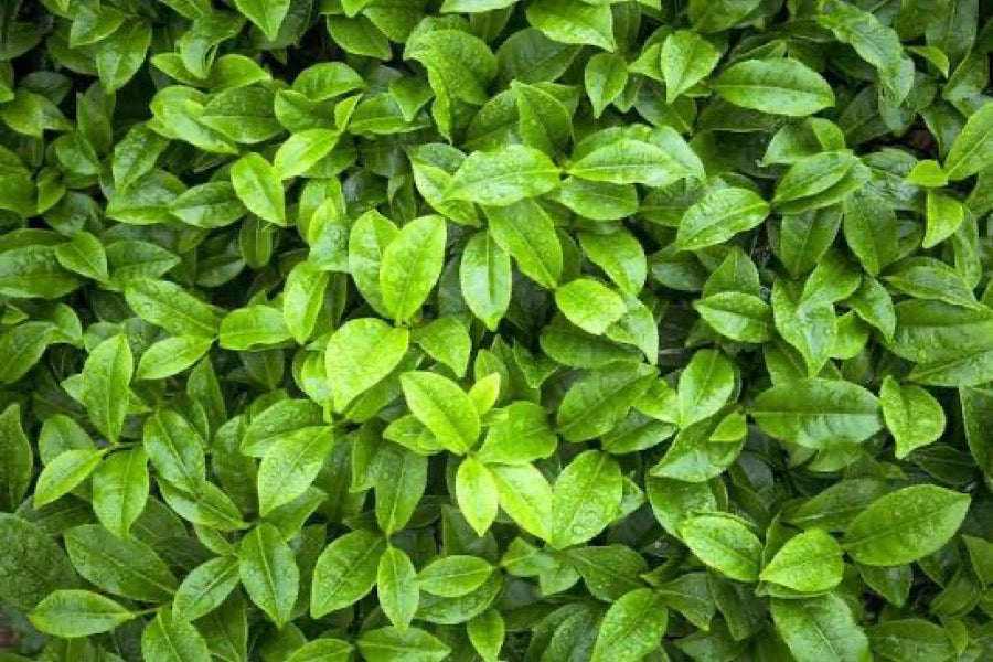 Green tea extract